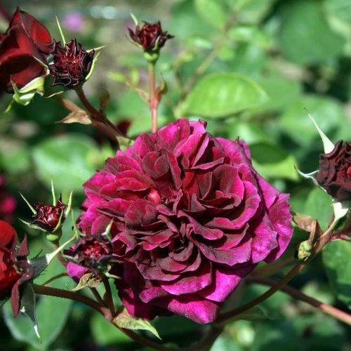 Gärtnerei - Rosa Tradescant - violett - kletterrosen - stark duftend - David Austin - -